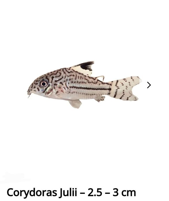 Peixes de água quente