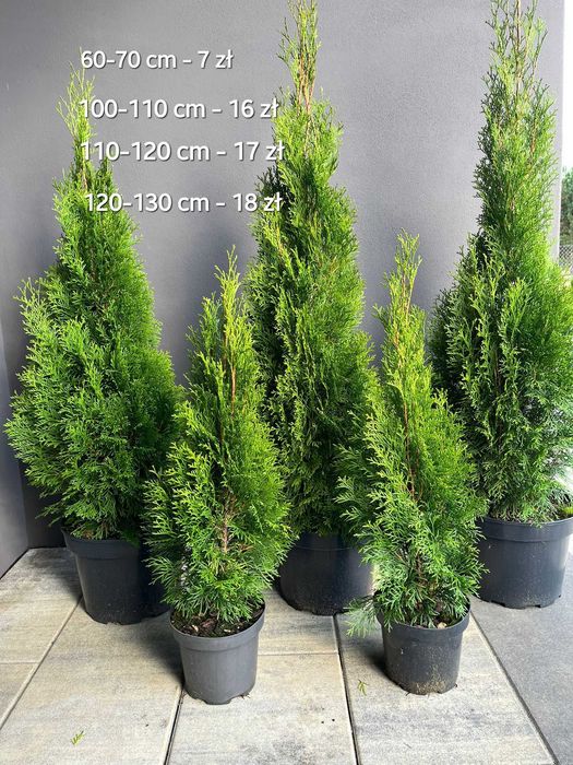 Tuja Thuja Szmaragd 100-110 cm !DONICZKA 10L (NIE 3L)!!