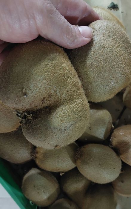 Kiwi de boa qualidade