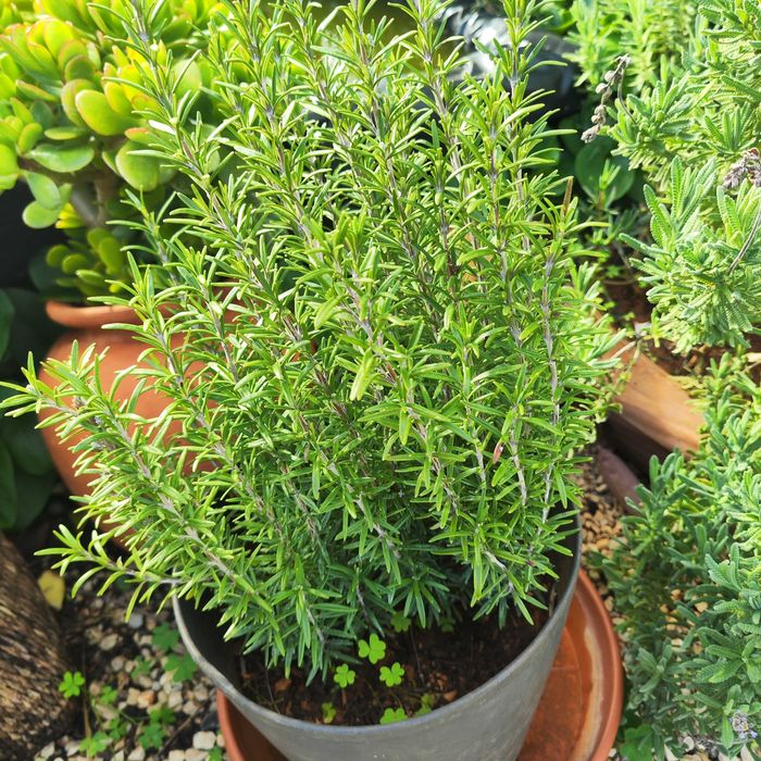 Vende-se várias ervas aromáticas