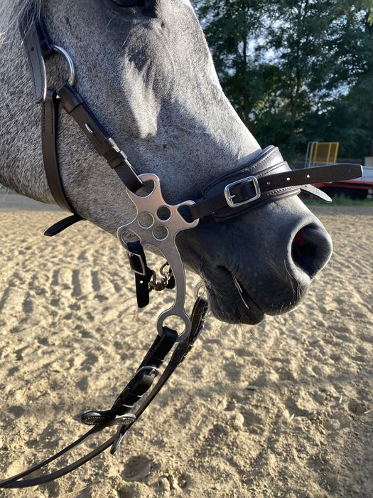 Sprzedam oglowie hackamore Lily FR equestrian