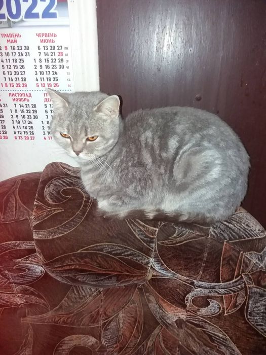 Шотландські кошенята