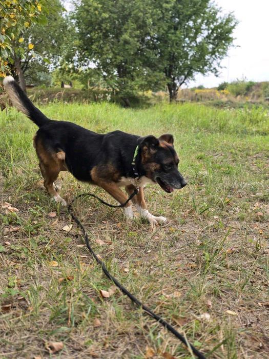 Psiaczek ok.8 letni,grzeczny,dobry do adopcji.