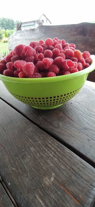 Sadzonki maliny polecam
