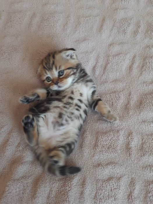 Шотландська висловуха дівчинка