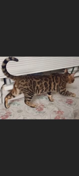 Продам шикарного бенгалского молодого котика  12 месяцев с родословной