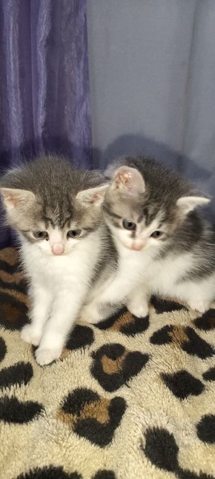 Віддам в добрі руки, хлопчик і дівчинка безкоштовно