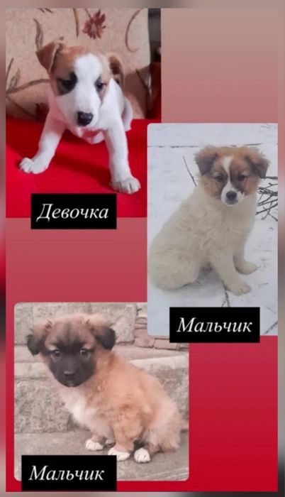Отдам даром в добрые руки щенков метисы маленькой породы
