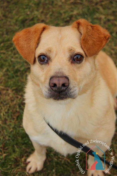 PIĘKNY, większy, wesoły i towarzyski - ma przepiękny uśmiech