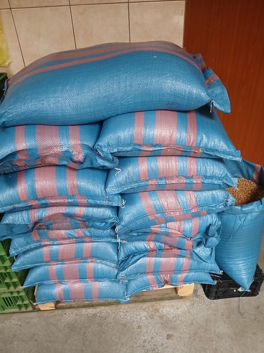 Pszenica jara KWS Dorium