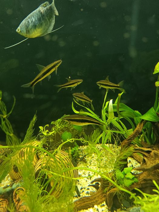 Sprzedam duże Ryki kosiarki