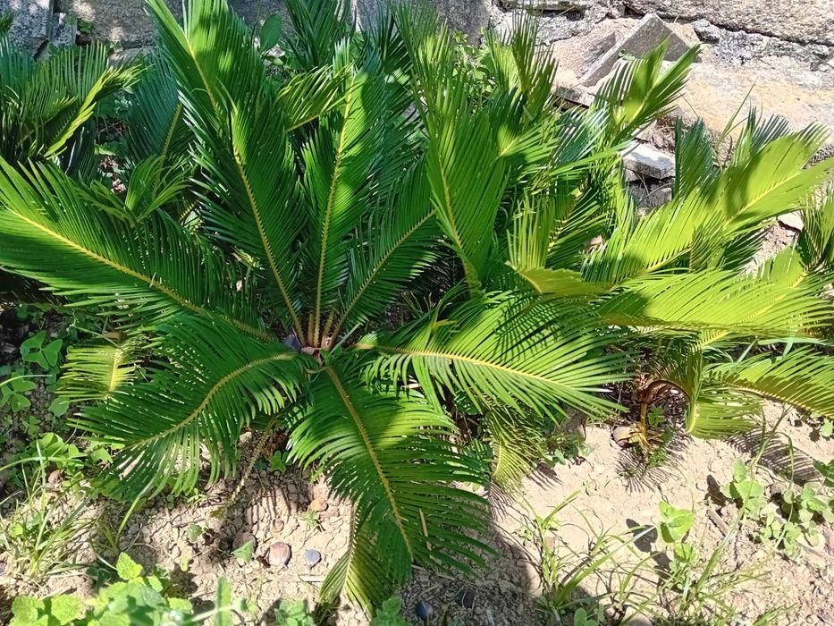 Cycas em vaso.      .