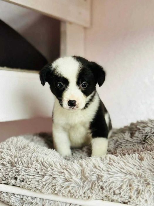 Маленький хлопчик Рокфор