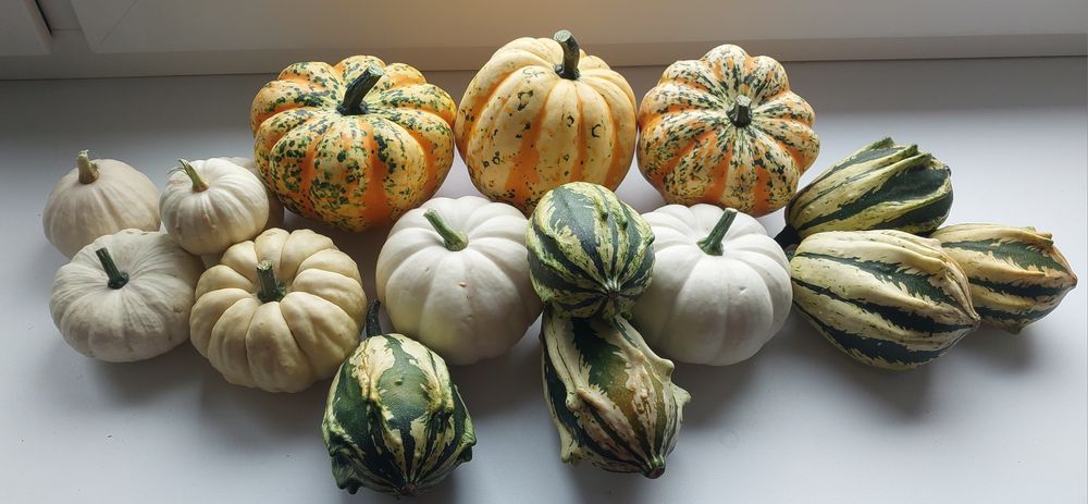 Zestaw dyń ozdobnych 5 kg
