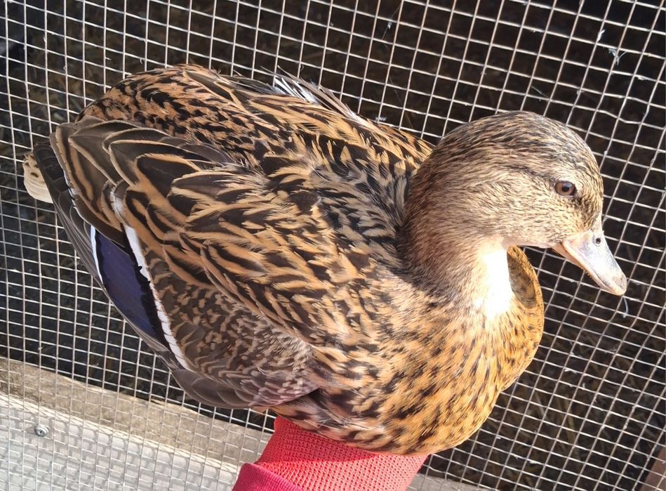 Callduck sprzedam parę