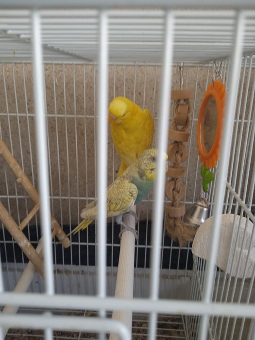 Casal de Piriquitos Australianos reprodutores