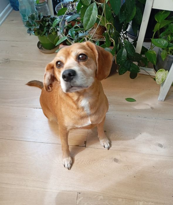 Suczka pilnie potrzebuje domu