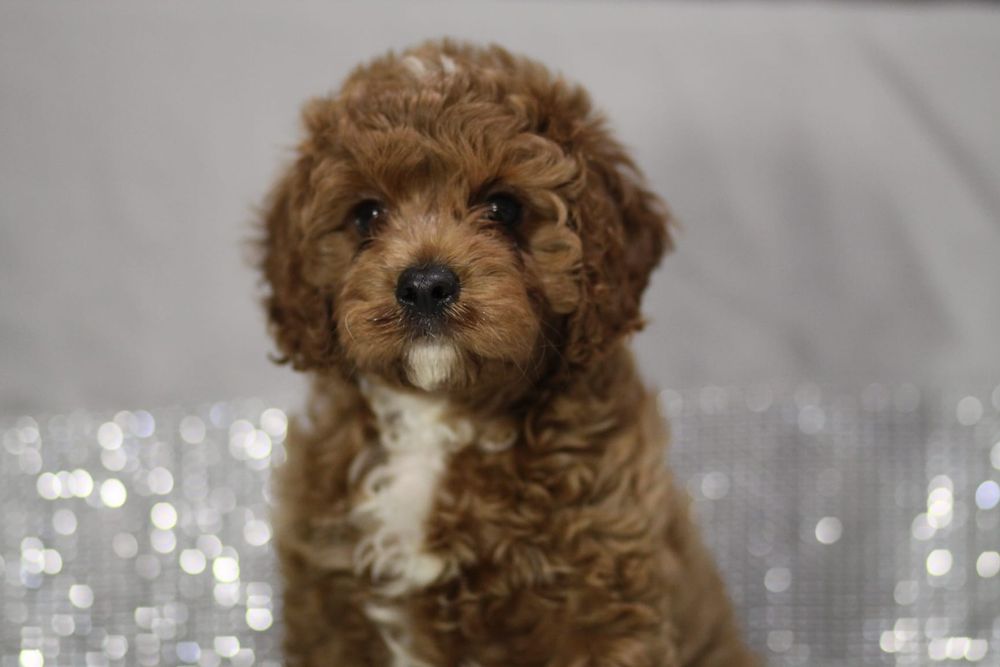 ***Śliczny Cavapoo**