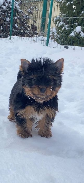 Пропонуємо неймовірно красивого хлопчика породи йоркширський тер'єр