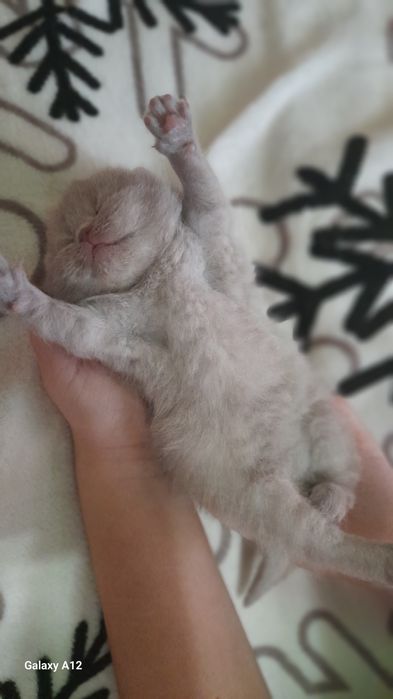 Британские котята