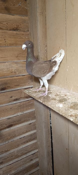 Niemiecki wystawowy samczyk 2025r