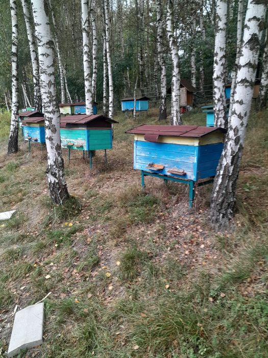 Ule drewniane wielkopolskie lezaki