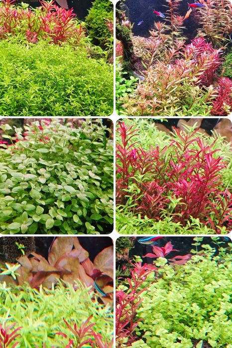 Zestaw roślin Akwarystycznych na start "Zestaw 100 Easy "