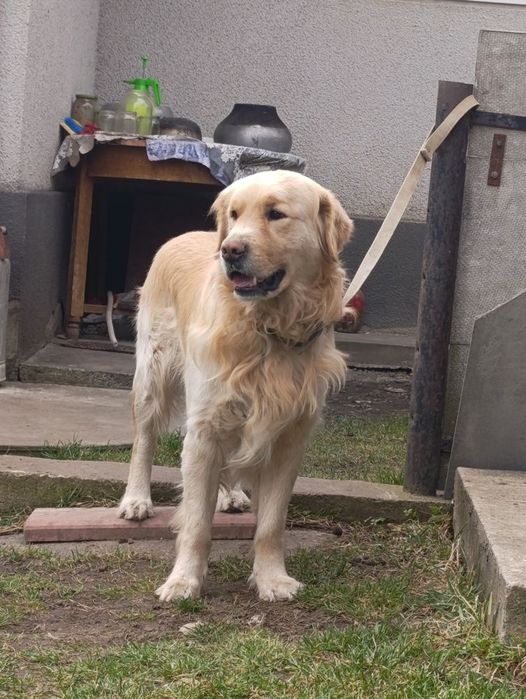 Вязка Золотистий ретрівер