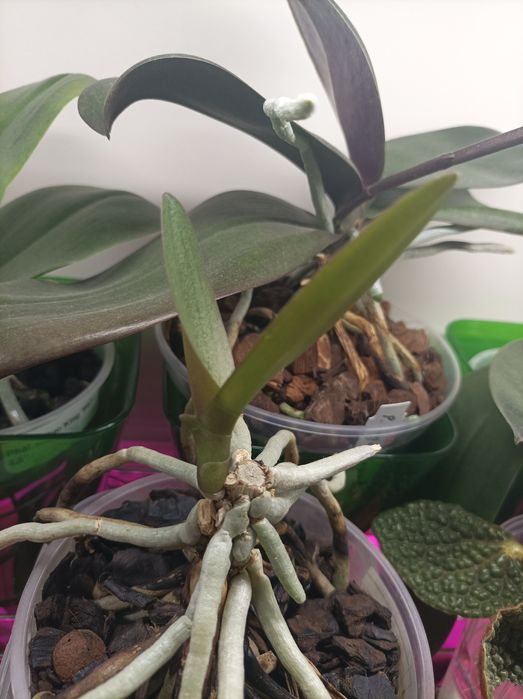 Орхидея фаленопсис сортовая Азия, детка на пне