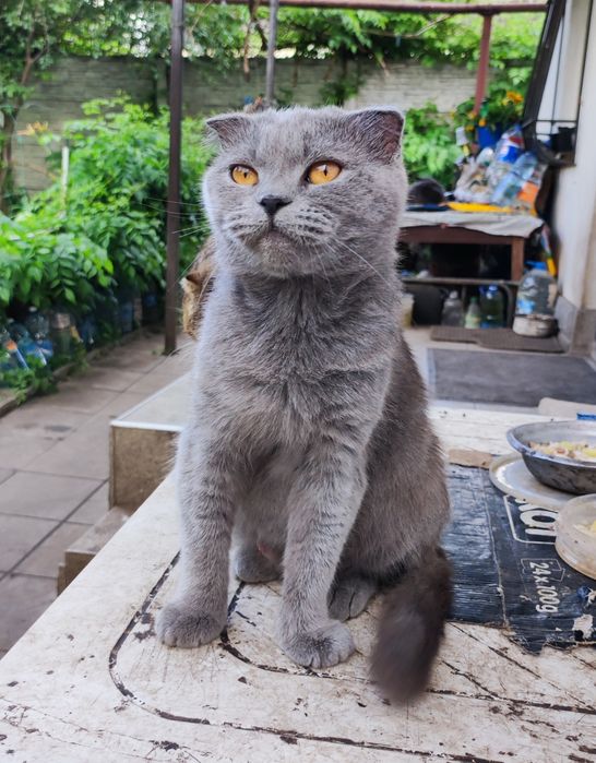 Кошечка Буся. Шотландська висловуха. Вік 4 рока.