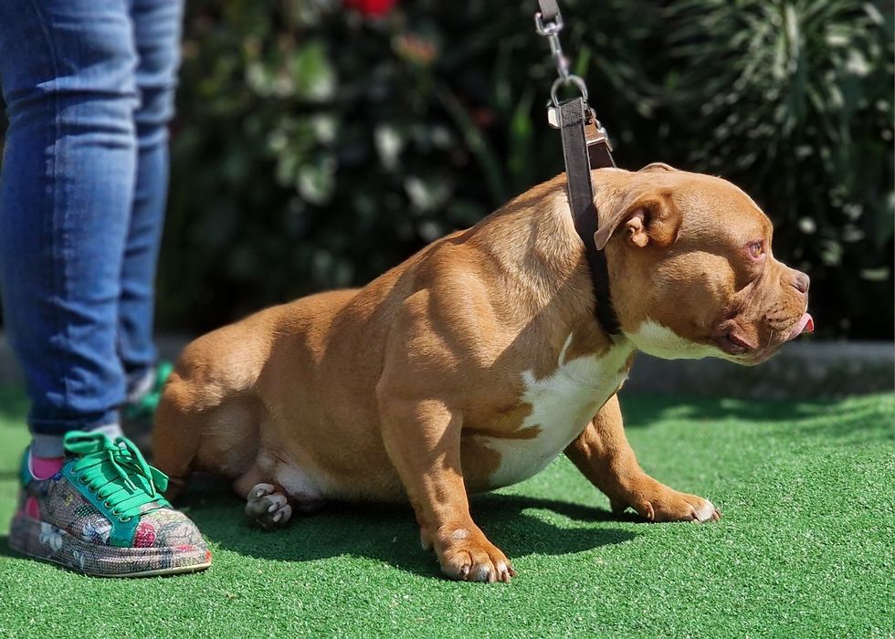 American Bully Pocket