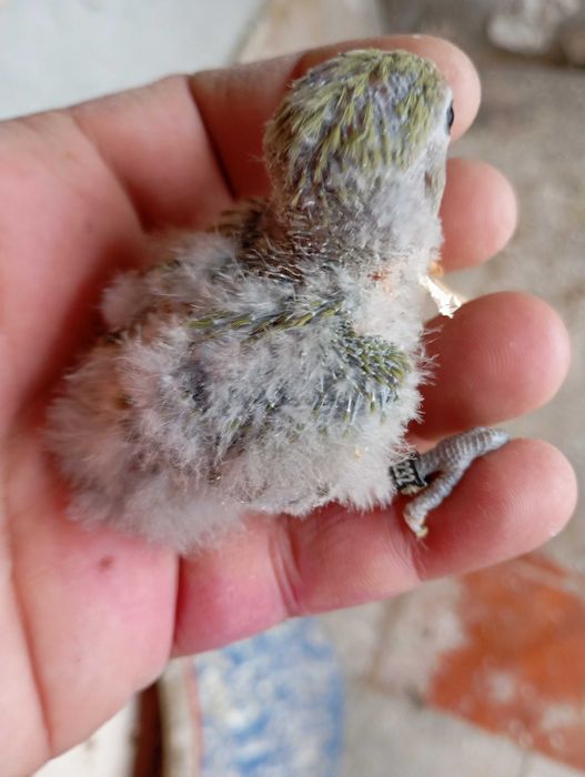 Vendo agapórnis bebé para cria a mão