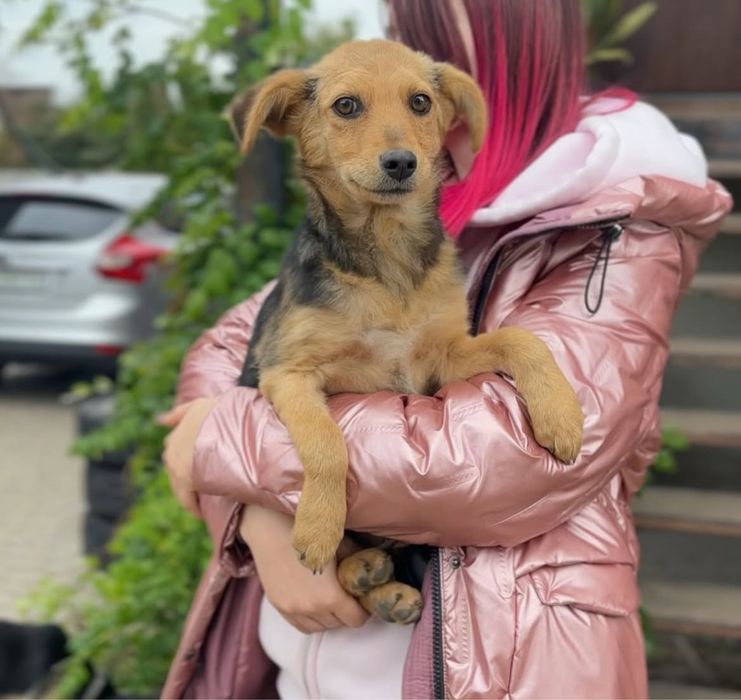 Собаченята 7 місяців стерилізовані! 5 дівчаток