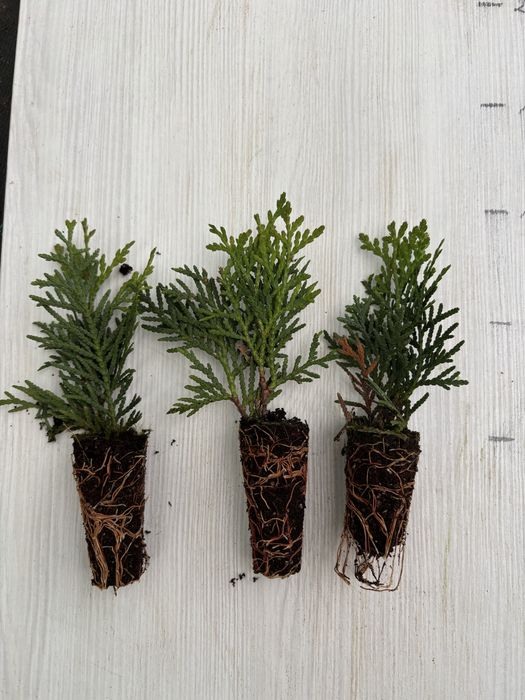 Thuja occ. DANICA kulka w muliplacie PROMOCJA!