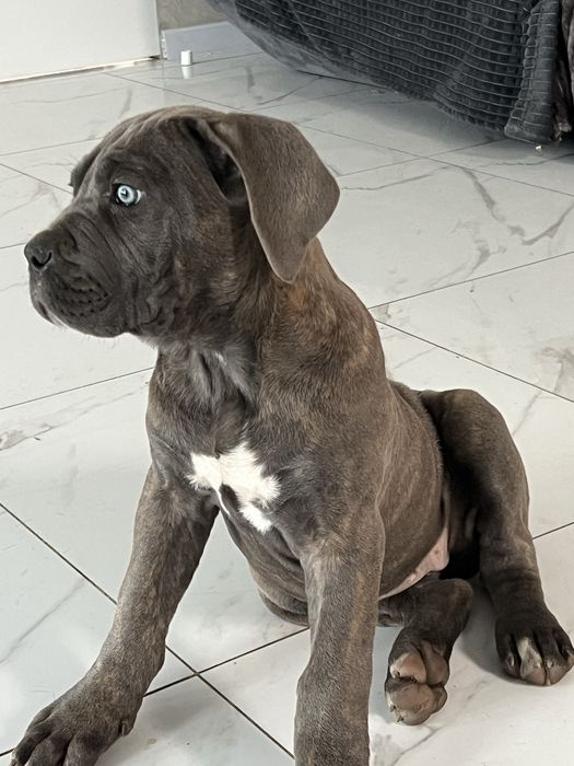 Щінки Кане корсо