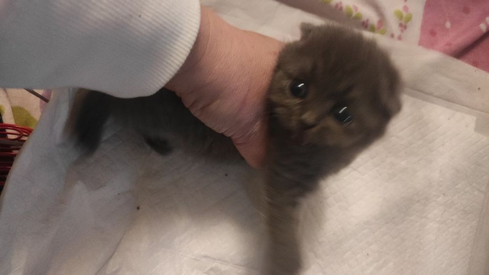 Котята , кот,кошка