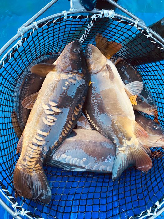 KARP, AMUR, Handlowy Sprzedaż ryb z własnej hodowli