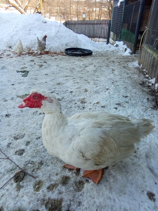 Качки шипуни на продаж