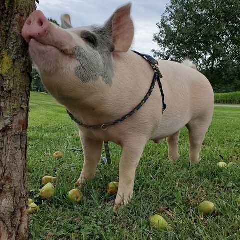 Послуги кнура породи Петрен