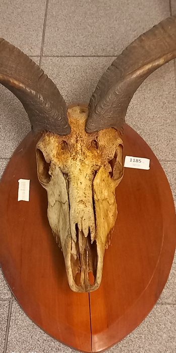 Taxidermia -Trofeu de Caça - Cabeça de antílope-Kudu