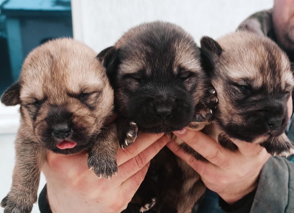 Американська акіта