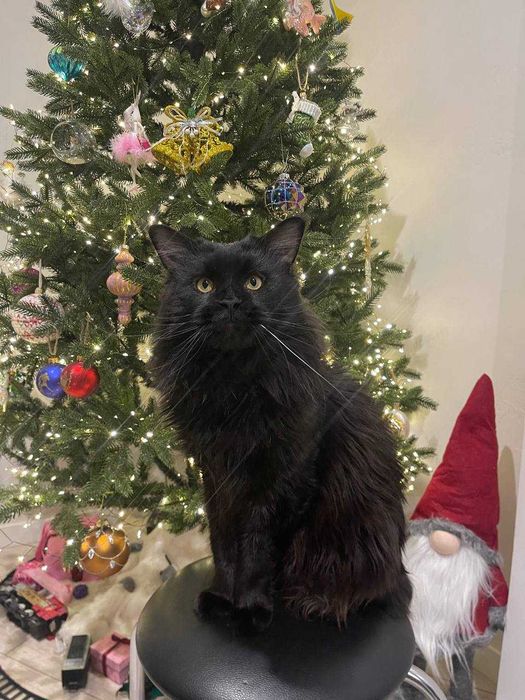 Мейн Кун чекає на в'язку кішечку