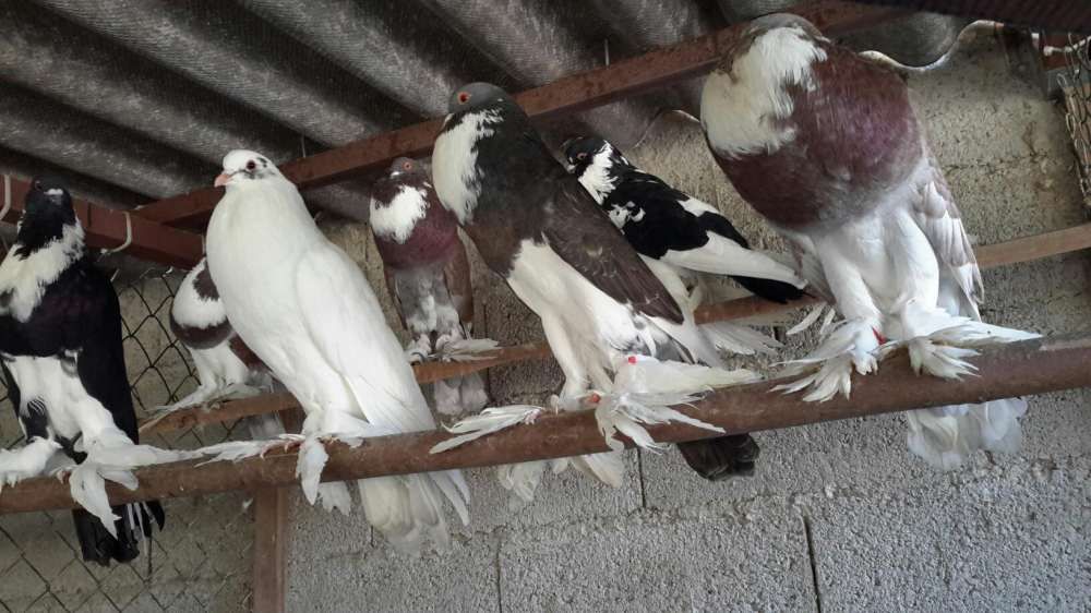 POMBOS FANTASIA *Várias Raças*