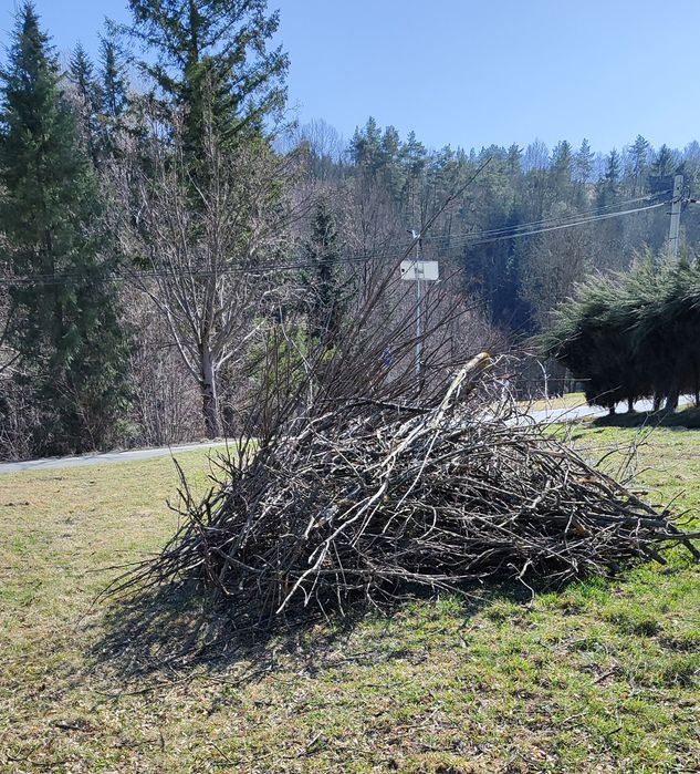 Ścięte gałęzie* oddam za darmo*