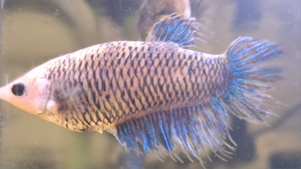 Peixes Betta fêmea prontas a reproduzir 2€