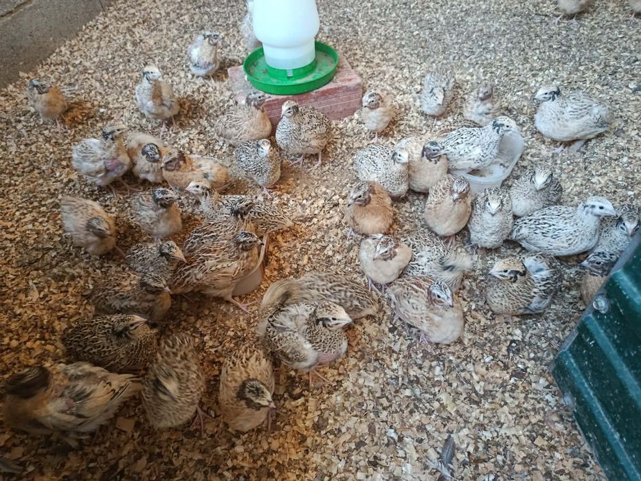 Codernizes gigantes