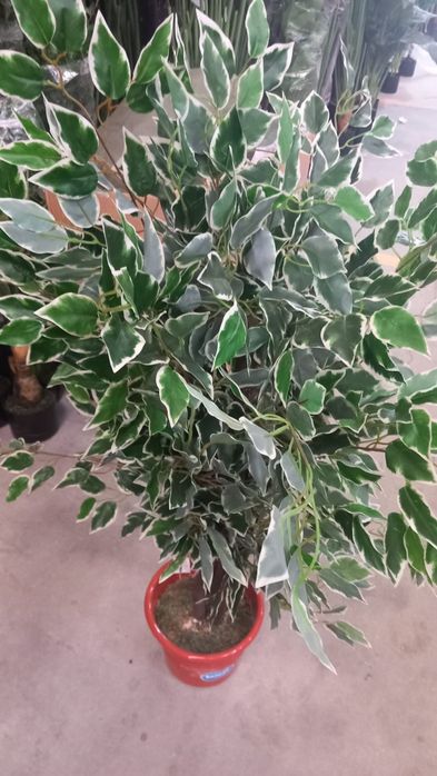Promoção arvores realistas para decoração