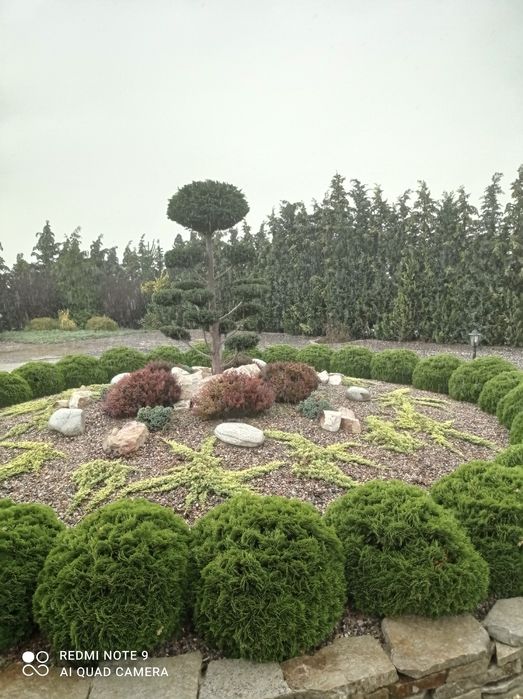 Drzewka formowane bonsai
