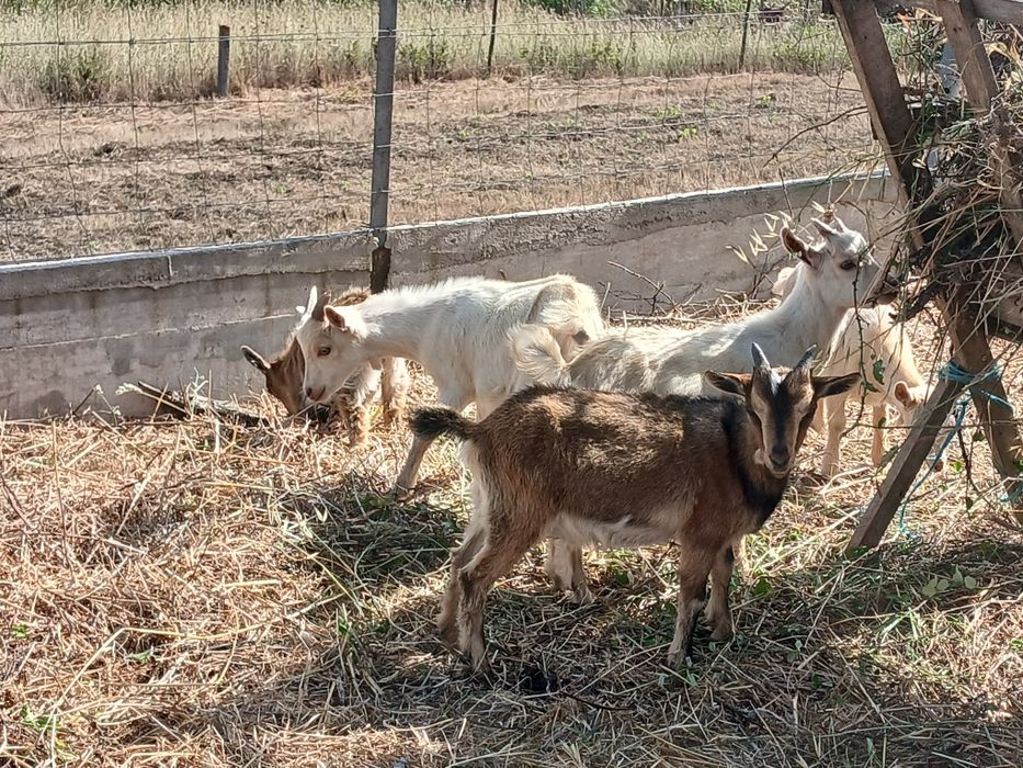 Cabritos de médio  porte
