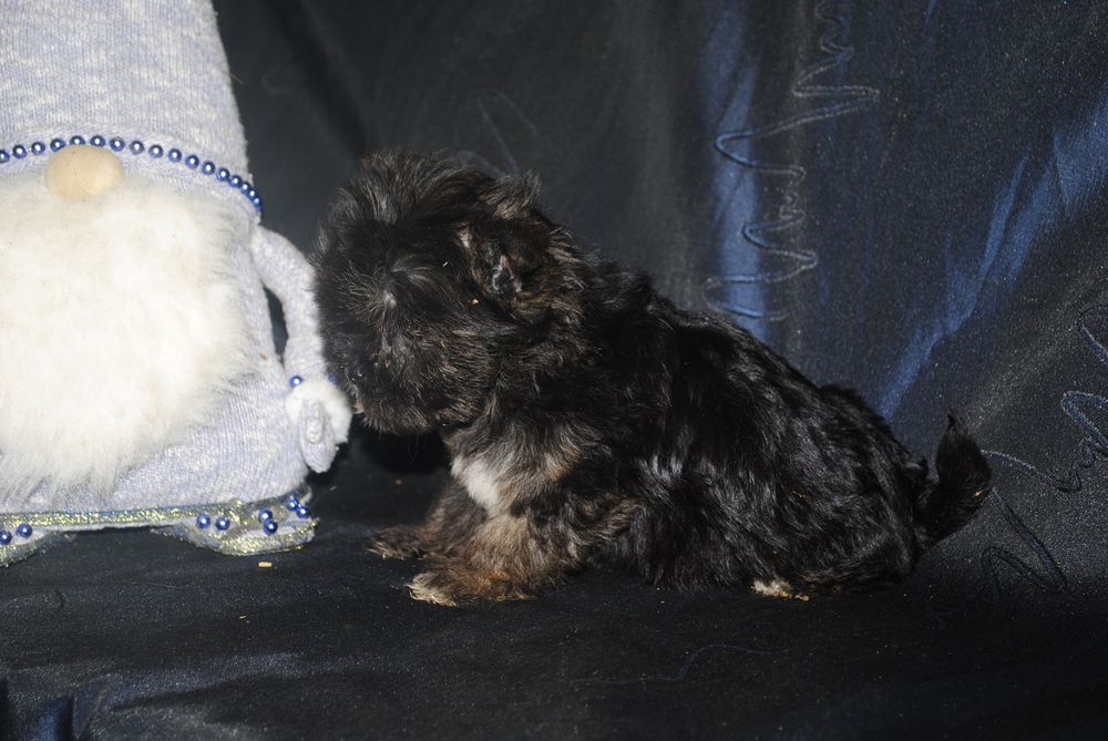 Безумно гарна чорна принцеса йорка